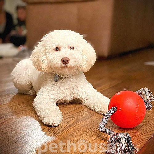 Jolly Pets Romp-N-Roll М’яч із канатом для собак, 15 см, фото 6