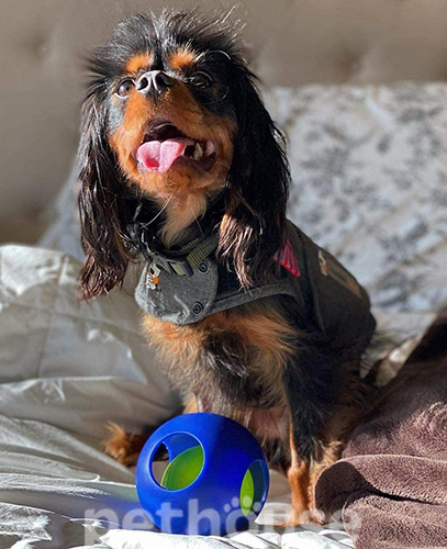 Jolly Pets Teaser Ball Двойной мяч для собак, 11 см, фото 4