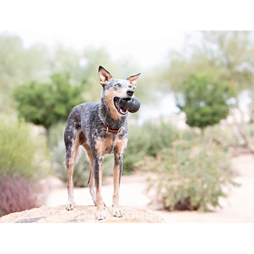 Kong Extreme Сверхпрочная игрушка для собак