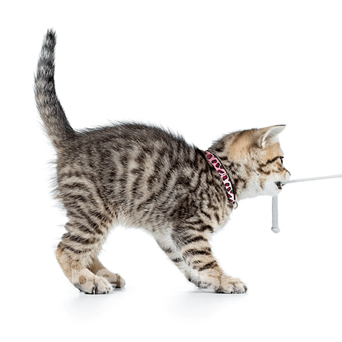Max & Molly Smart ID Нашийник "Leopard Pink" для котів