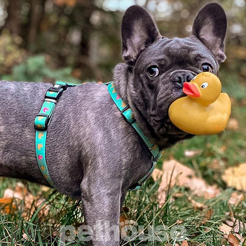 Max & Molly Шлея "Ducklings" для собак