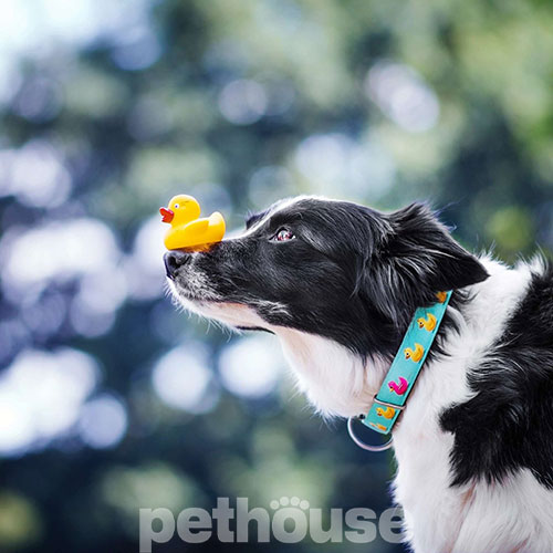 Max & Molly Smart ID Ошейник "Ducklings" для собак