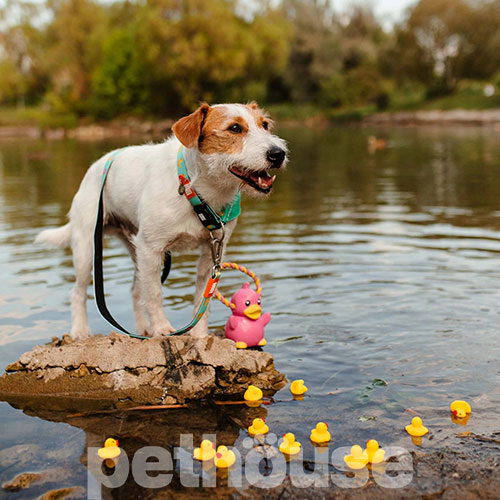 Max & Molly Smart ID Ошейник "Ducklings" для собак