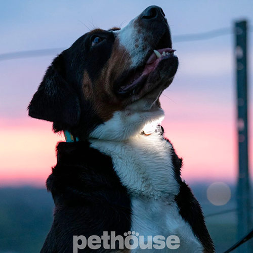 Max & Molly LED Light Ocean Фонарик "Matrix" для собак, синий