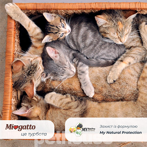 Miogatto Sensitive Monoprotein Salmon