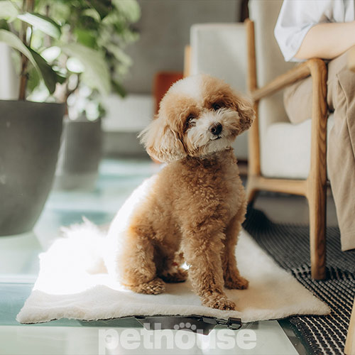 Noble Pet Travel Antracite Функциональная сумка-коврик