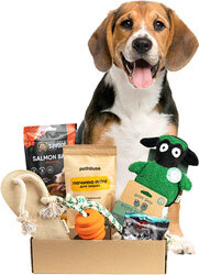 Present Medium Breed Box