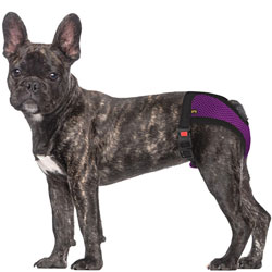 Barksi Mesh Трусы гигиенические для собак, фиолетовые