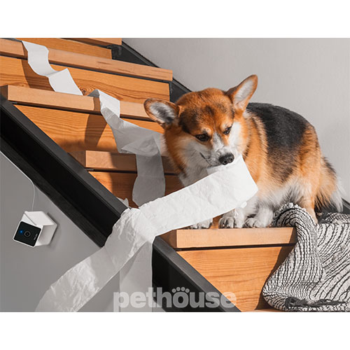 Petcube Cam Компактна HD-камера