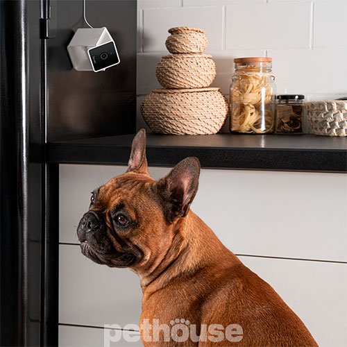 Petcube Cam Компактна HD-камера