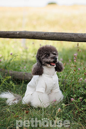 Pet Fashion Вишиванка "Ostap" для собак