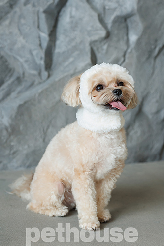 Pet Fashion Шапка "Teddy" для собак