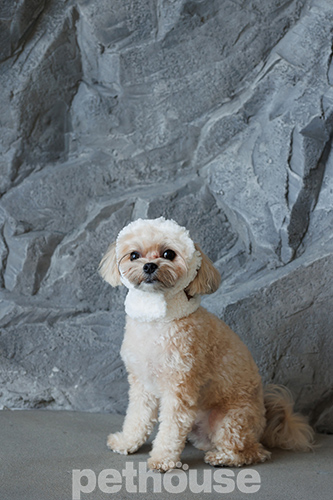 Pet Fashion Шапка "Teddy" для собак