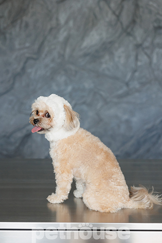 Pet Fashion Шапка "Teddy" для собак