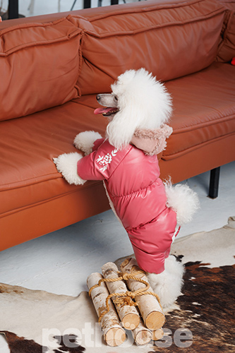 Pet Fashion Комбінезон "Cherry" для собак