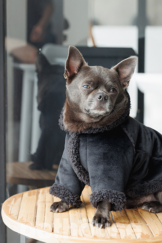 Pet Fashion Дублянка "Black" для собак