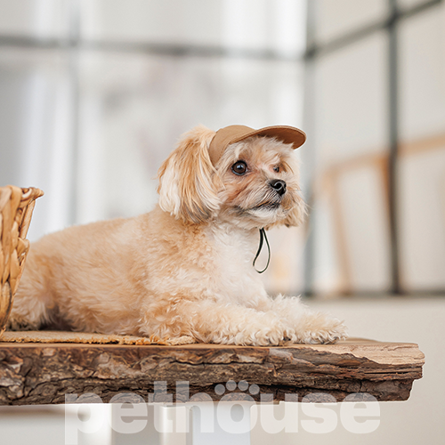 Pet Fashion Кепка "Phil" для собак