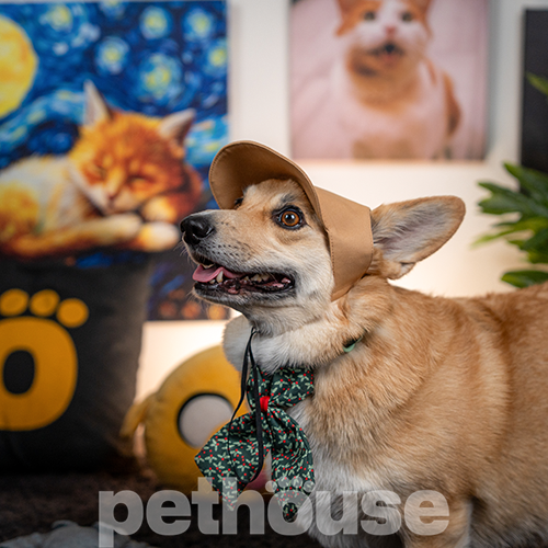 Pet Fashion Кепка "Phil" для собак
