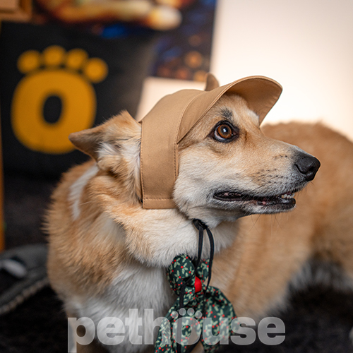 Pet Fashion Кепка "Phil" для собак