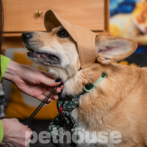 Pet Fashion Кепка "Phil" для собак