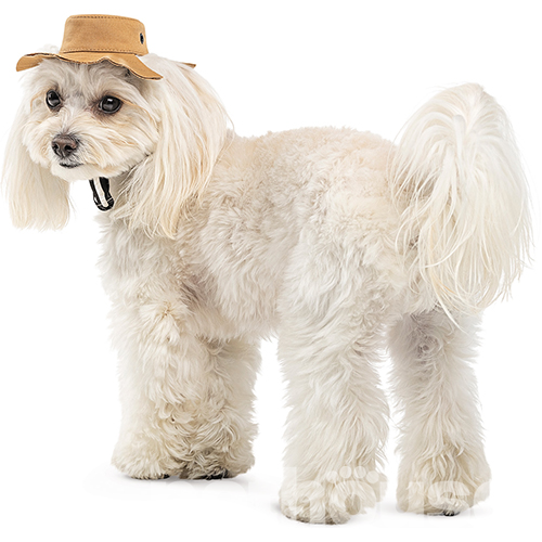 Pet Fashion Панама "Ava" для собак