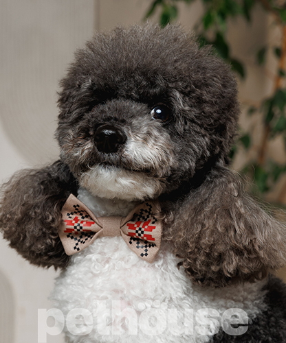 Pet Fashion Метелик "Ruta" для собак Pet Fashion Метелик "Ruta" для собак