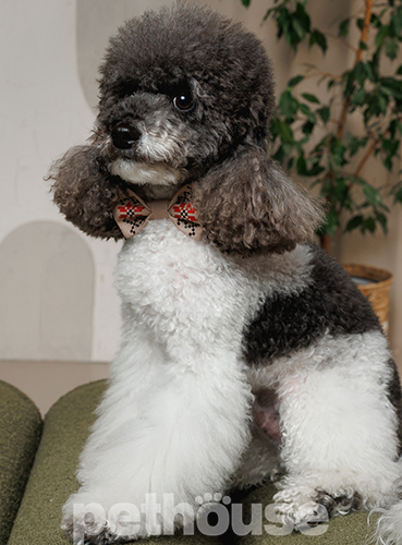 Pet Fashion Метелик "Ruta" для собак Pet Fashion Метелик "Ruta" для собак
