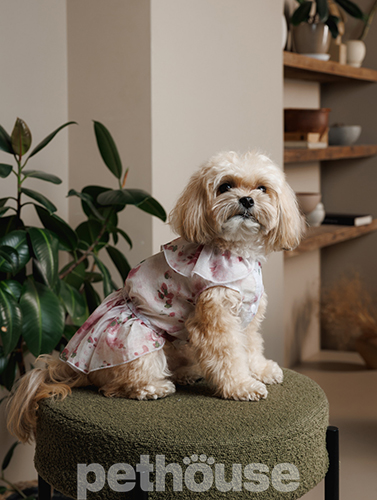 Pet Fashion Сукня для собак "Amelia"