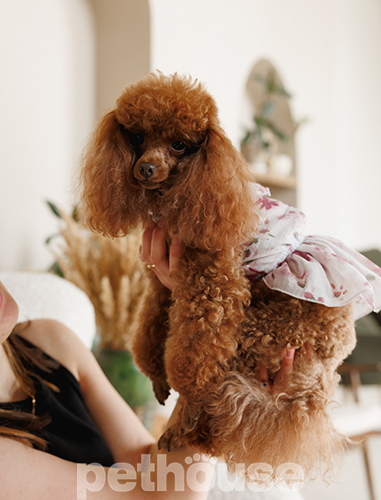 Pet Fashion Сукня для собак "Amelia"
