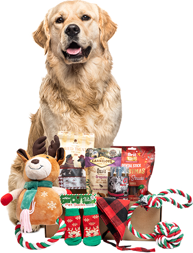 Christmas Large Breed Box Christmas Large Breed Box