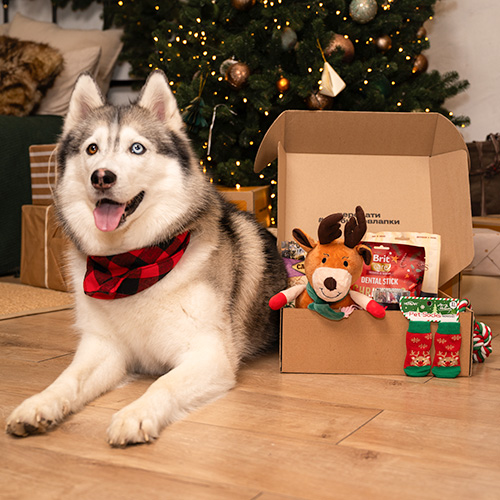 Christmas Large Breed Box