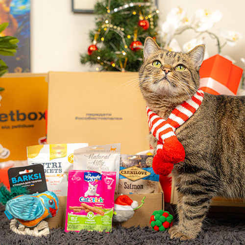 Christmas Cat Box Christmas Cat Box