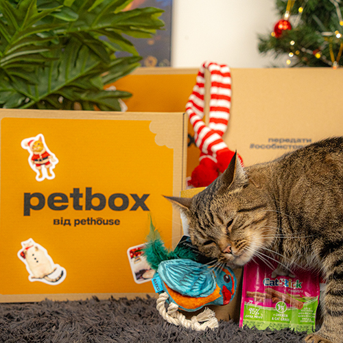 Christmas Cat Box Christmas Cat Box