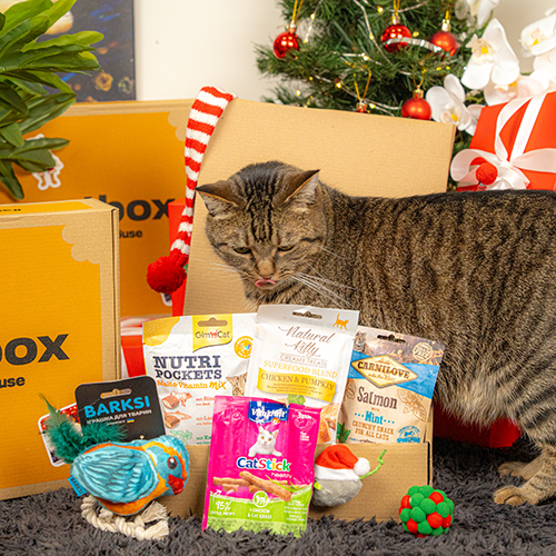 Christmas Cat Box Christmas Cat Box