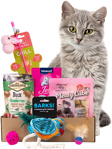 Valentine's Day Cat Box