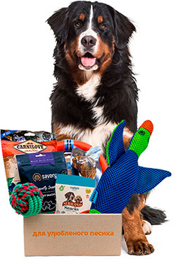Present Large Breed Box
