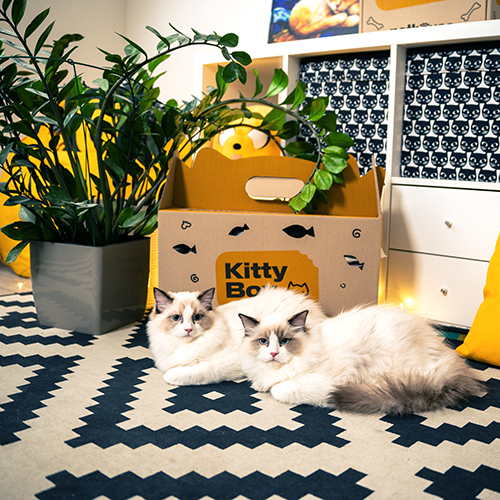 Kitty Box, фото 7