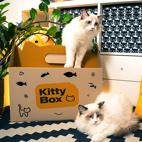Kitty Box, фото 8
