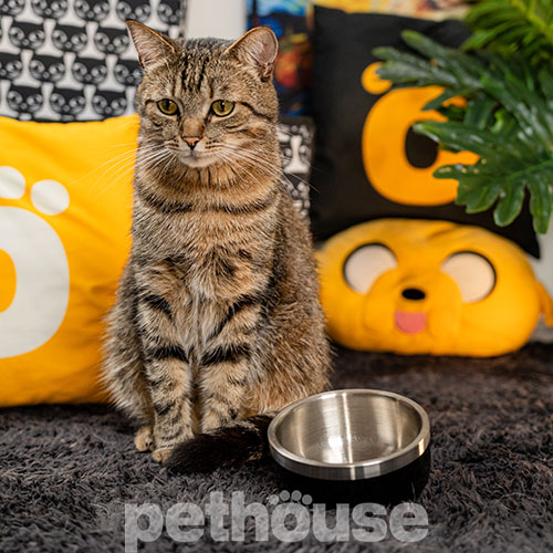 Pethouse Металева миска Rocky для собак і котів, чорна