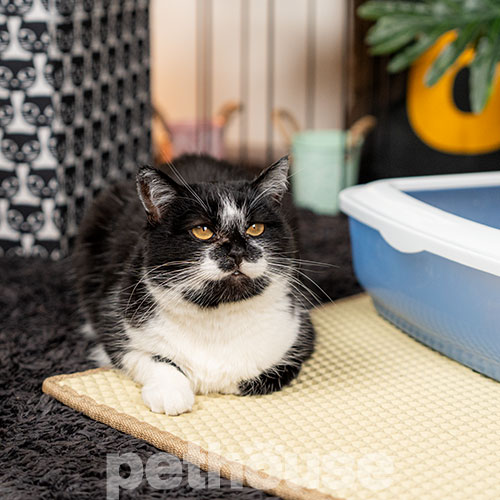 Pethouse Килимок під туалет для котів, кремовий