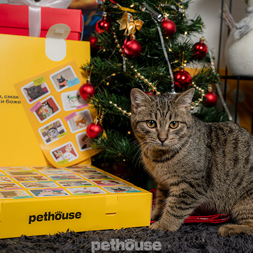 Pethouse Адвент-календарь зверского счастья для котиков