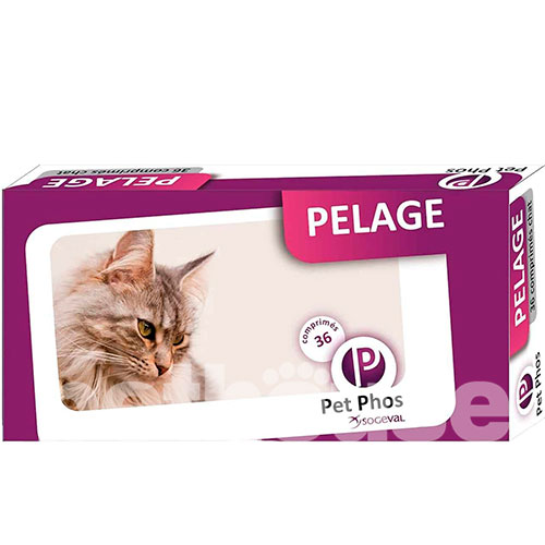 Pet Phos Pelage Cat