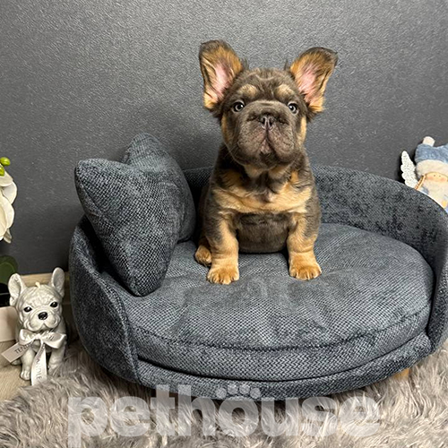 Pets Heaven Glory Софа Mia Steel для собак і котів