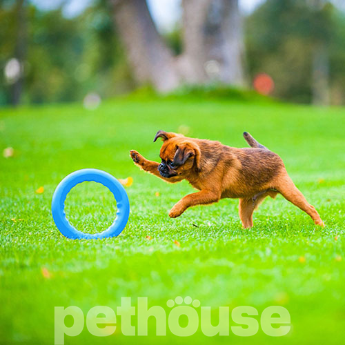 PitchDog Ігрове кільце для собак, 17 см