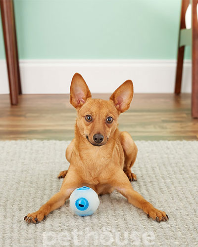 Planet Dog Orbee-Tuff Светящийся мяч со свистком для собак, фото 3