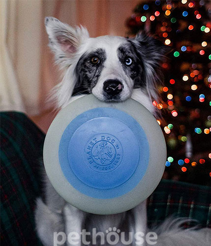Planet Dog Orbee-Tuff Летающая тарелка для собак, фото 2