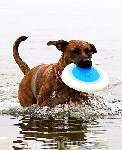 Planet Dog Orbee-Tuff Літаюча тарілка для собак, фото 3