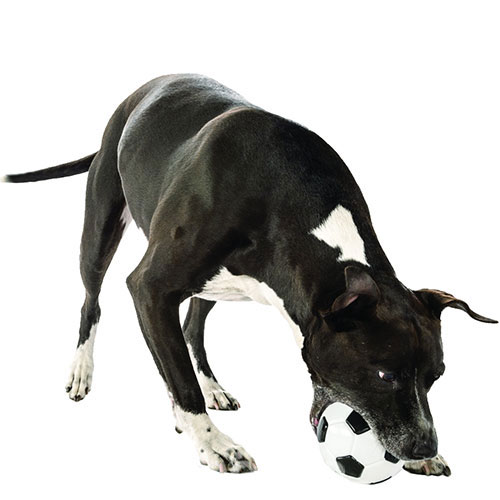 Planet Dog Orbee-Tuff Soccer Ball Футбольний м'яч для собак, фото 2