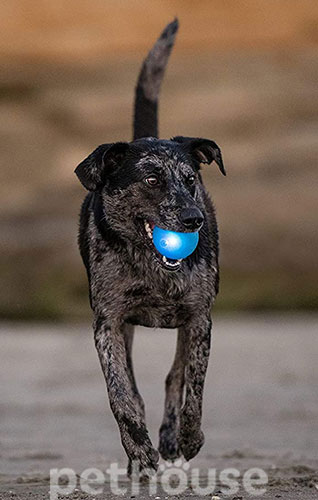 Planet Dog Orbee-Tuff Strobe Ball Светящийся мяч для собак, фото 4