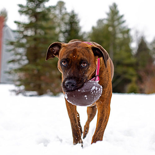 Planet Dog Orbee-Tuff Football Brown Футбольный мяч для собак, коричневый, фото 4